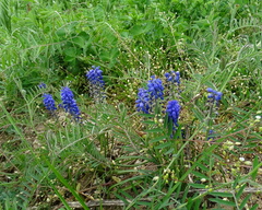 Muscari armeniacum