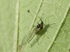 Lipaphis erysimi