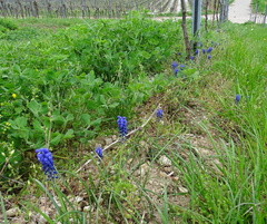 Muscari armeniacum