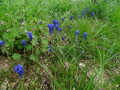 Muscari armeniacum