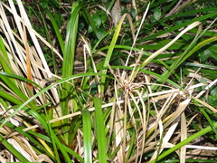 Cyperus ustulatus