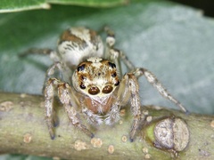 Plexippoides doenitzi