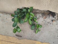 Ficus microcarpa