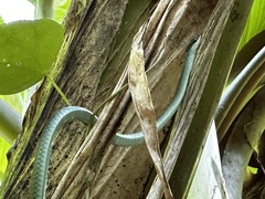 Dendrelaphis punctulatus