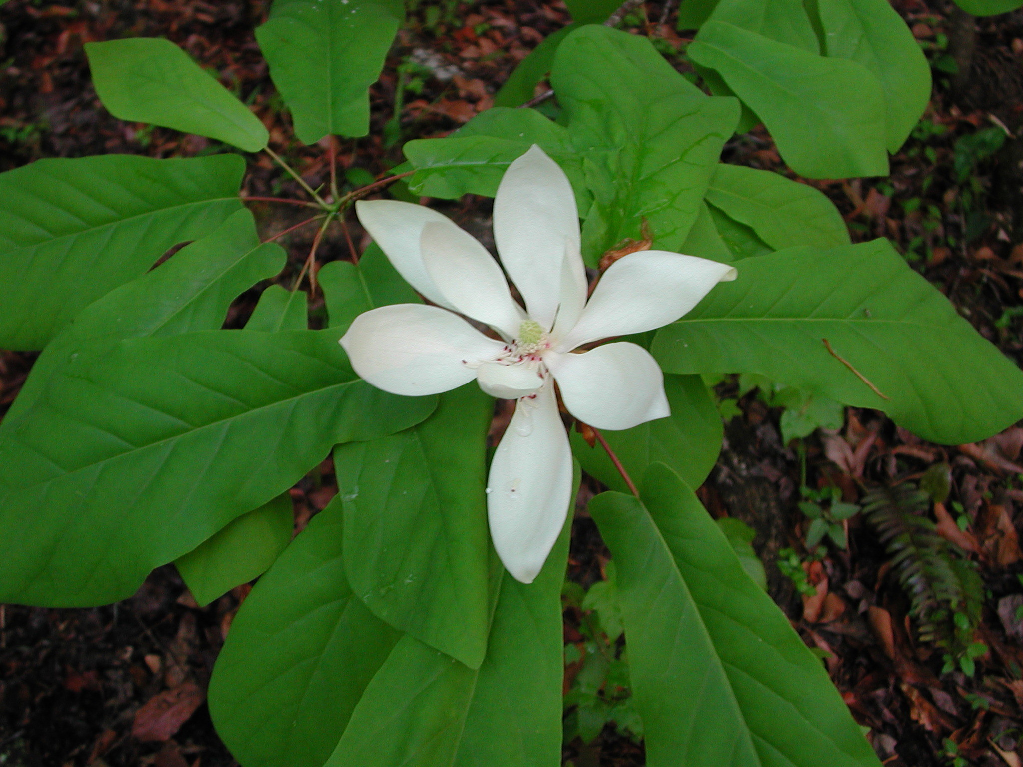 Magnolia fraseri