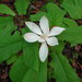Magnolia fraseri - Photo (c) Howard Horne, algunos derechos reservados (CC BY-NC)