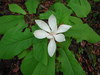 Fraser Magnolia - Photo (c) Howard Horne, some rights reserved (CC BY-NC), uploaded by Howard Horne