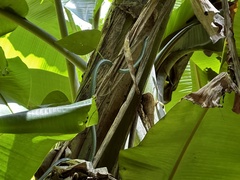 Dendrelaphis punctulatus