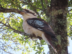 Dacelo novaeguineae novaeguineae