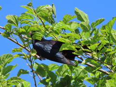 Eudynamys orientalis