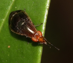 Depressa striatipennis