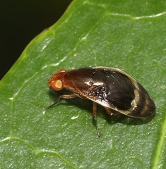 Depressa striatipennis