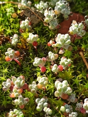 Sedum pedicellatum