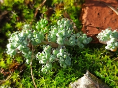 Sedum pedicellatum