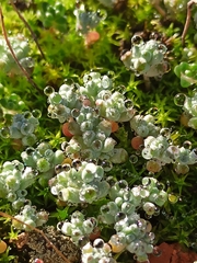 Sedum pedicellatum