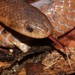 Degenhardt's Scorpion-eating Snake - Photo (c) Alex Rebelo, some rights reserved (CC BY-NC), uploaded by Alex Rebelo