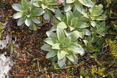 Celmisia hieraciifolia