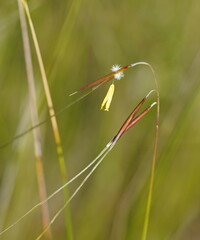 Austrostipa muelleri