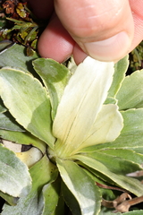 Celmisia hieraciifolia