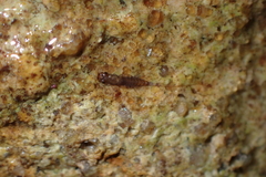 Leptophlebiidae