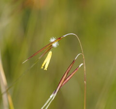 Austrostipa muelleri