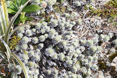 Leucogenes leontopodium