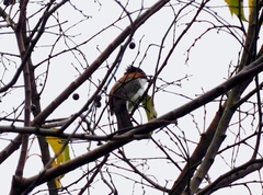 Hemixos castanonotus