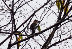 Hemixos castanonotus