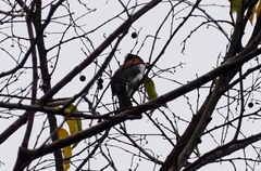 Hemixos castanonotus