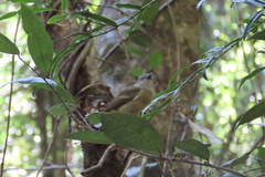 Pachycephala olivacea