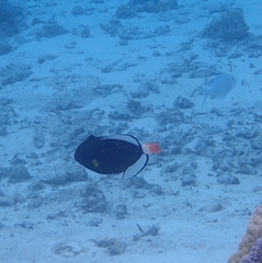 Melichthys vidua