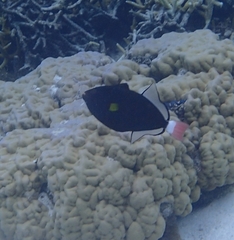 Melichthys vidua