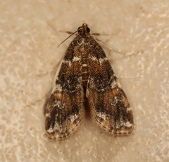 Elophila difflualis