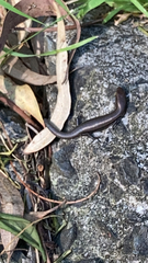Lampropholis delicata