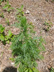 Senecio bipinnatisectus