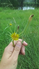 Tragopogon pratensis