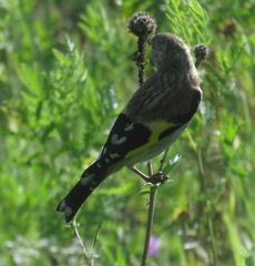 Carduelis carduelis