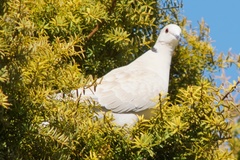 Streptopelia roseogrisea