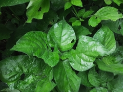 Isoglossa woodii