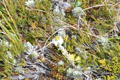 Leucogenes leontopodium