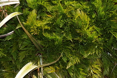Aciphylla dissecta