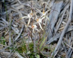 Caladenia horistes