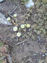 Mesembryanthemum canaliculatum