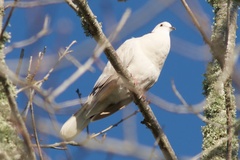 Streptopelia roseogrisea