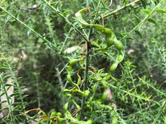 Acacia amblygona