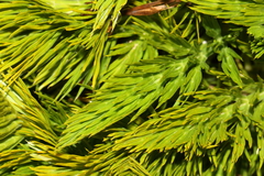 Aciphylla dissecta