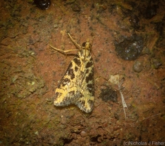 Scoparia melanoxantha