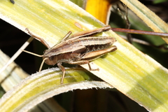 Sigaus piliferus