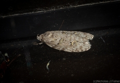 Agriophara horridula