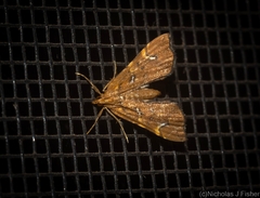 Musotima nitidalis